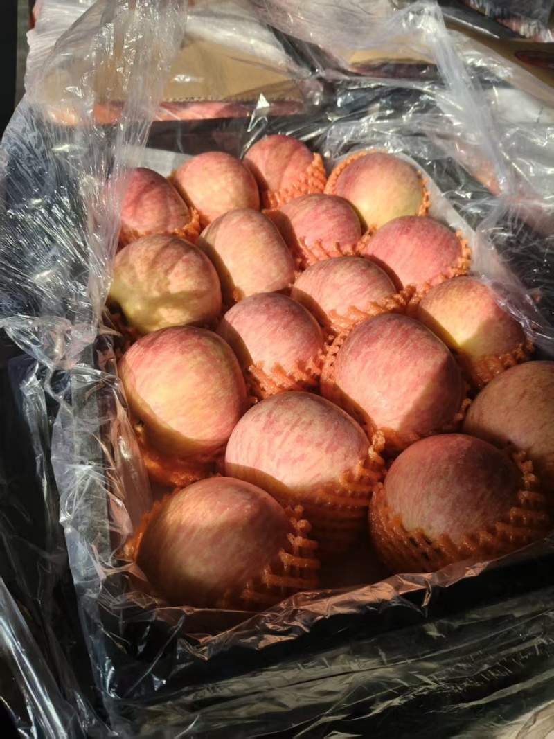【精品红富士】品质保证大量现货量大从优供应各大市场