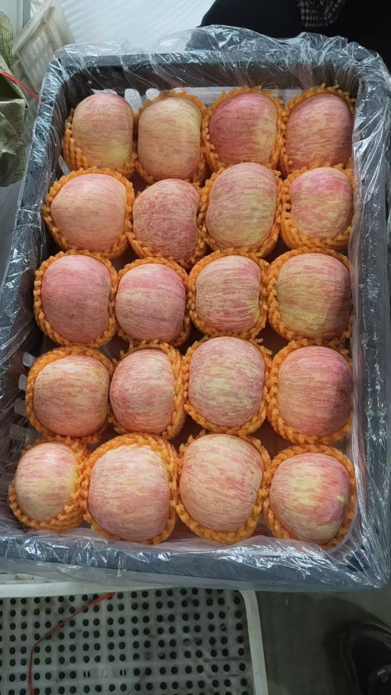 【精品红富士】品质保证大量现货量大从优供应各大市场