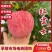 【精品红富士】品质保证大量现货量大从优供应各大市场