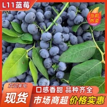 山东L11蓝莓大量上市量大从优味道好价格实惠欢迎咨询