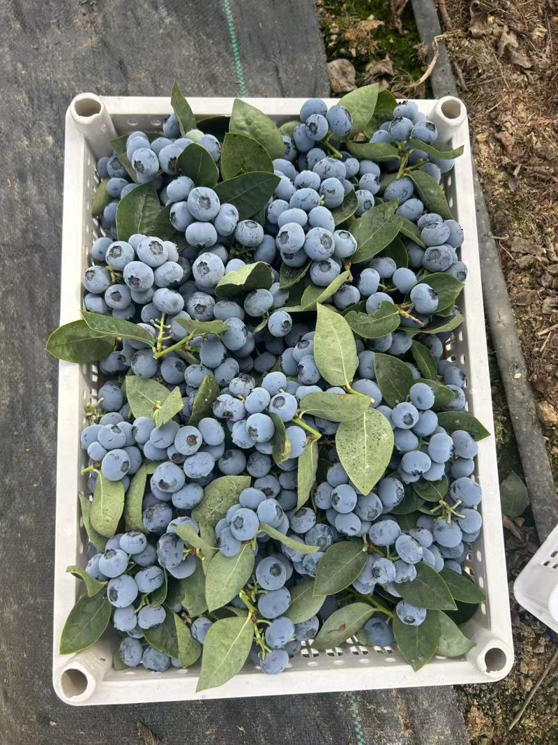 山东L11蓝莓大量上市量大从优味道好价格实惠欢迎咨询