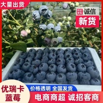 优瑞卡蓝莓大量上市！现摘现发规格齐全品质保证欢迎电联