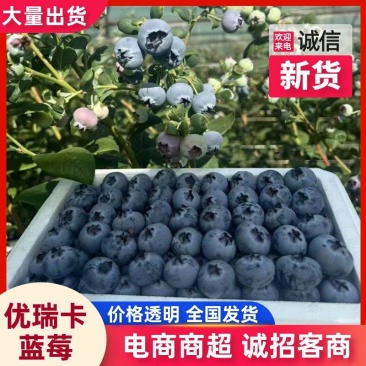 优瑞卡蓝莓大量上市!现摘现发规格齐全品质保证欢迎电联