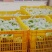 大青蜜枣