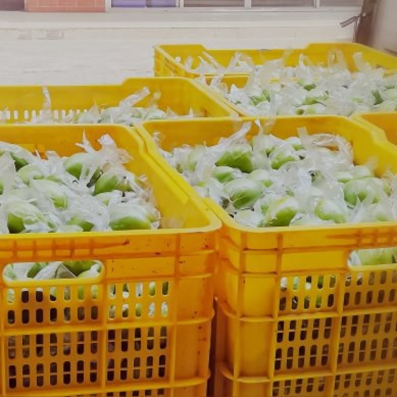 大青蜜枣