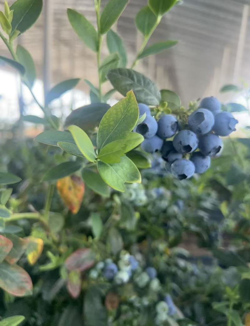 优瑞卡蓝莓大量上市！现摘现发规格齐全品质保证欢迎电联