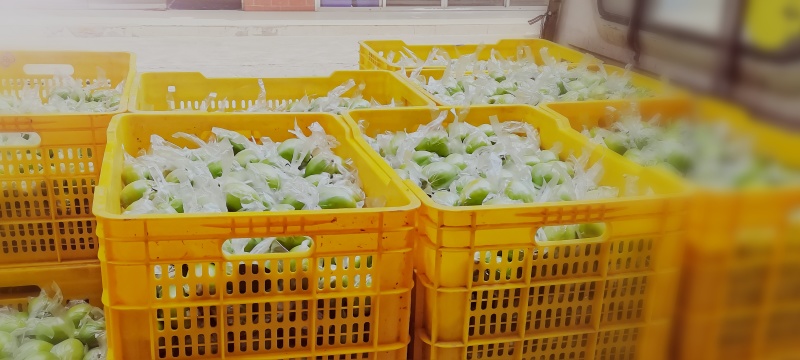 大青蜜枣