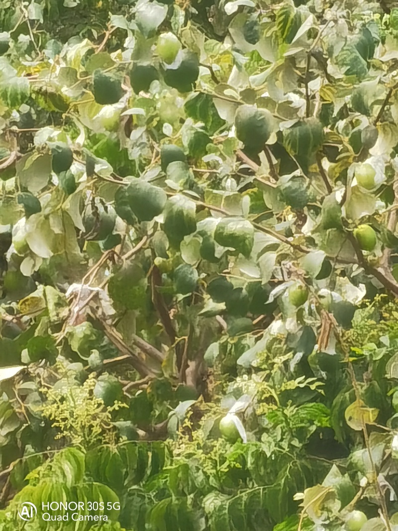 大青蜜枣