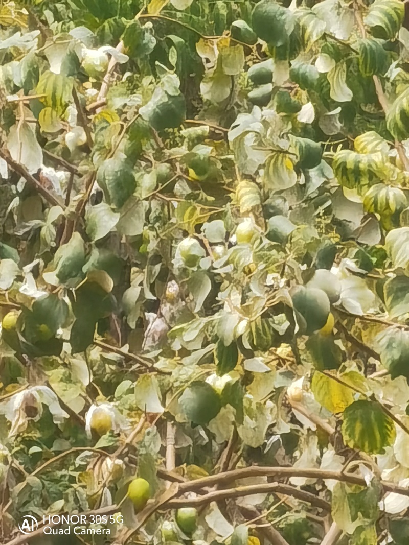 大青蜜枣