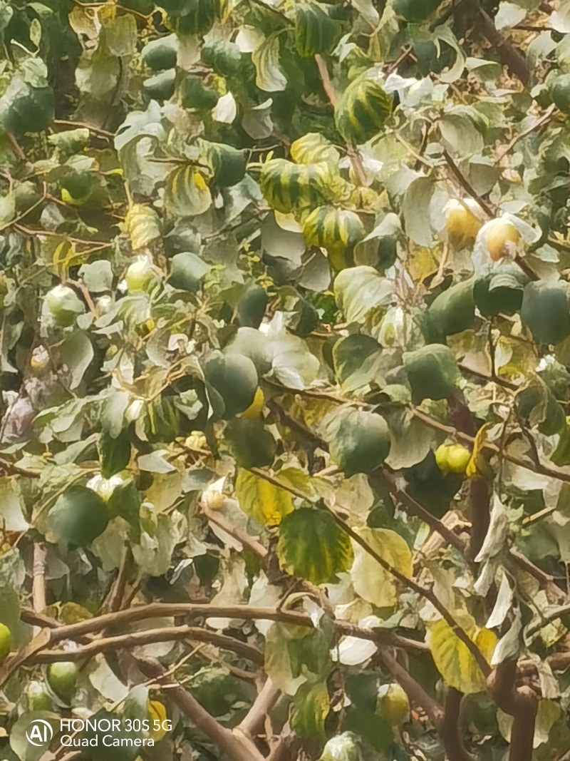 大青蜜枣