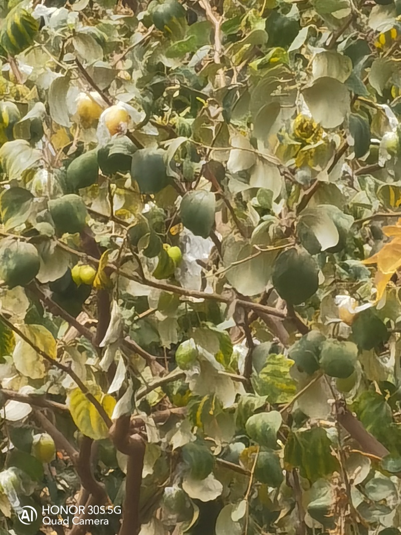 大青蜜枣