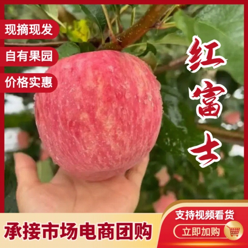 【精品红富士】品质保证大量现货量大从优供应各大市场