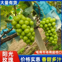 山东精品阳光玫瑰/一手货源/品质保证/葡萄