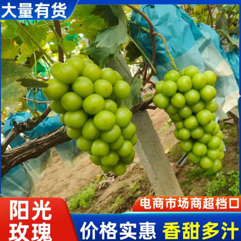山东精品阳光玫瑰/一手货源/品质保证/葡萄