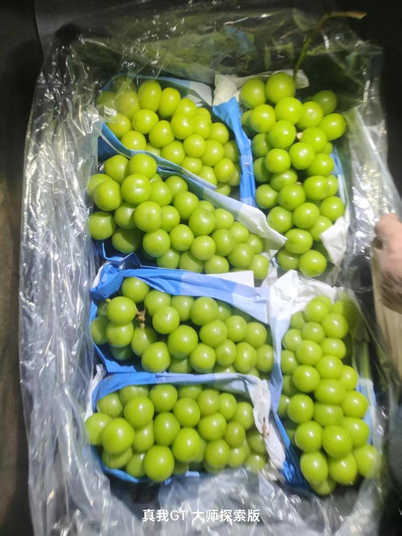 山东精品阳光玫瑰/一手货源/品质保证/葡萄