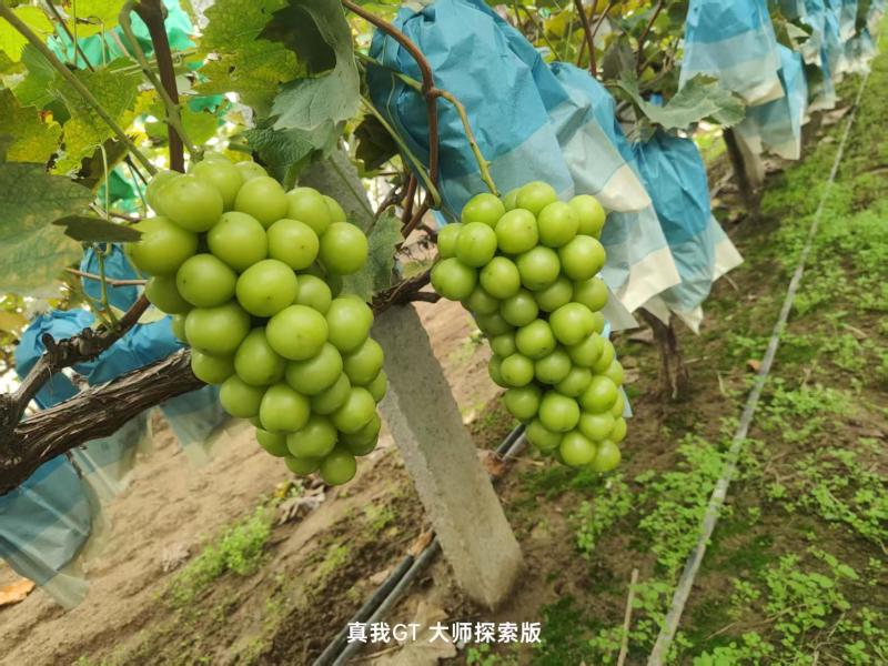 山东精品阳光玫瑰/一手货源/品质保证/葡萄