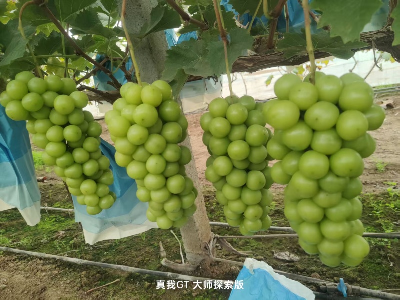 山东精品阳光玫瑰/一手货源/品质保证/葡萄