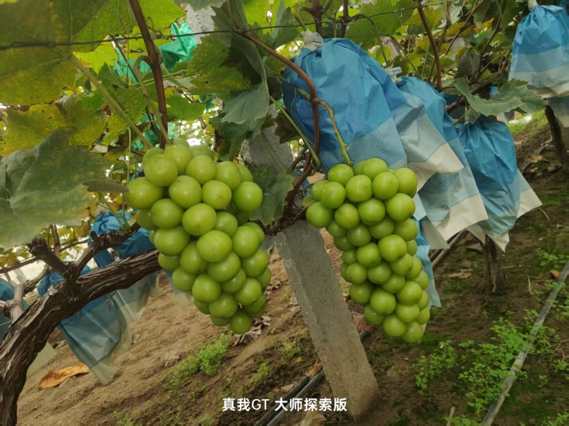 山东精品阳光玫瑰/一手货源/品质保证/葡萄