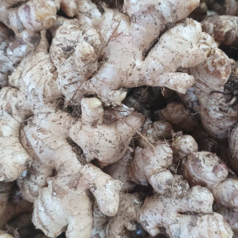 云南精品生姜二黄姜新鲜现货货源充足价格实惠欢迎联系