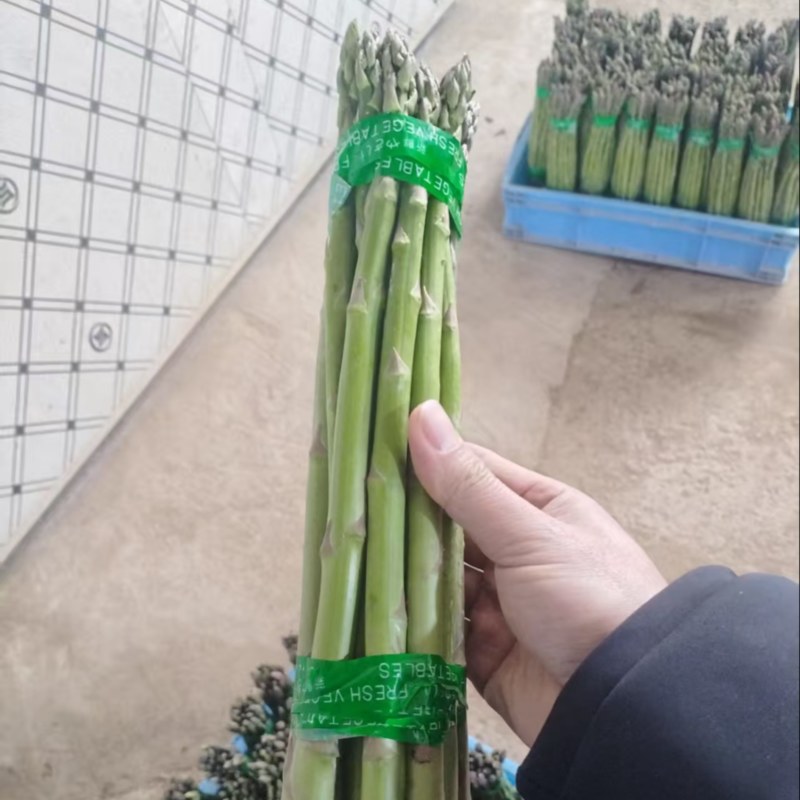 芦笋新鲜芦笋现挖现发规格齐全产地直供欢迎来电