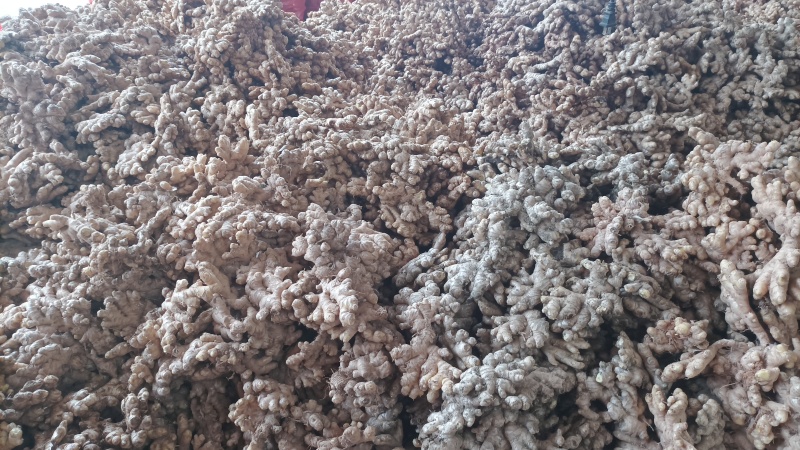 云南精品生姜二黄姜新鲜现货货源充足价格实惠欢迎联系