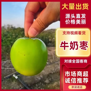 牛奶枣/大青枣/产区直发/大量现货/欢迎购买