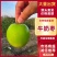 牛奶枣/大青枣/产区直发/大量现货/欢迎购买
