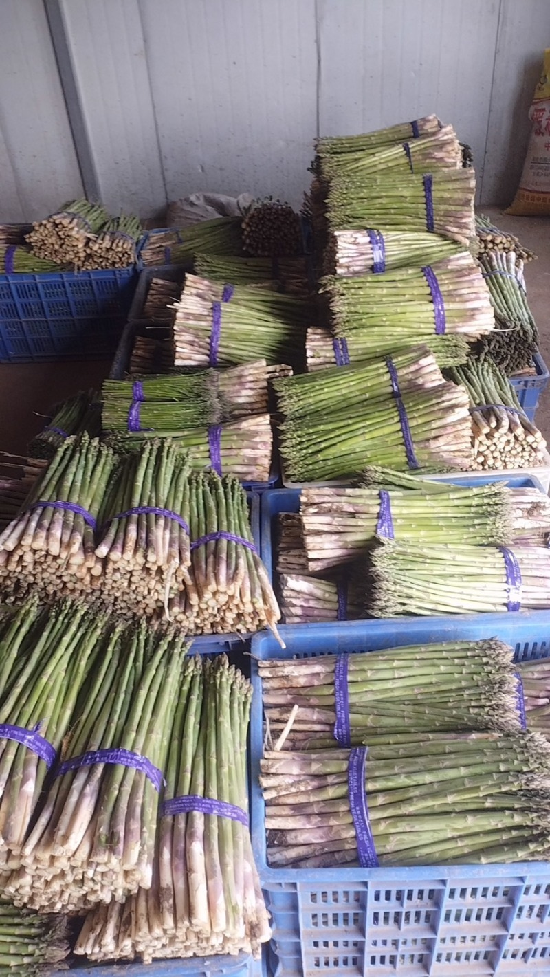 芦笋新鲜芦笋现挖现发规格齐全产地直供欢迎来电