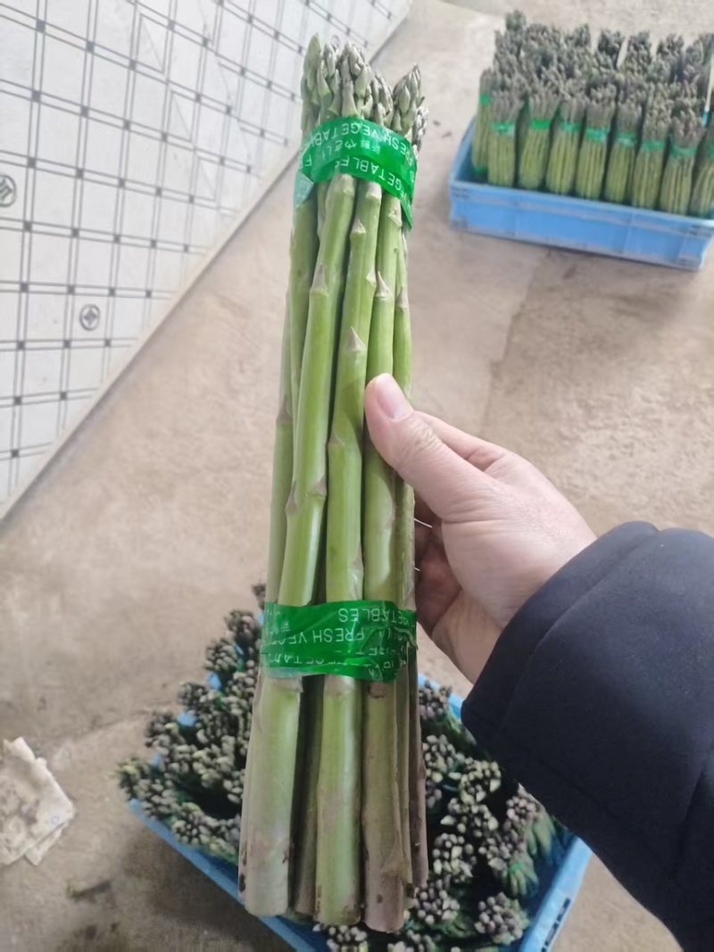 芦笋新鲜芦笋现挖现发规格齐全产地直供欢迎来电