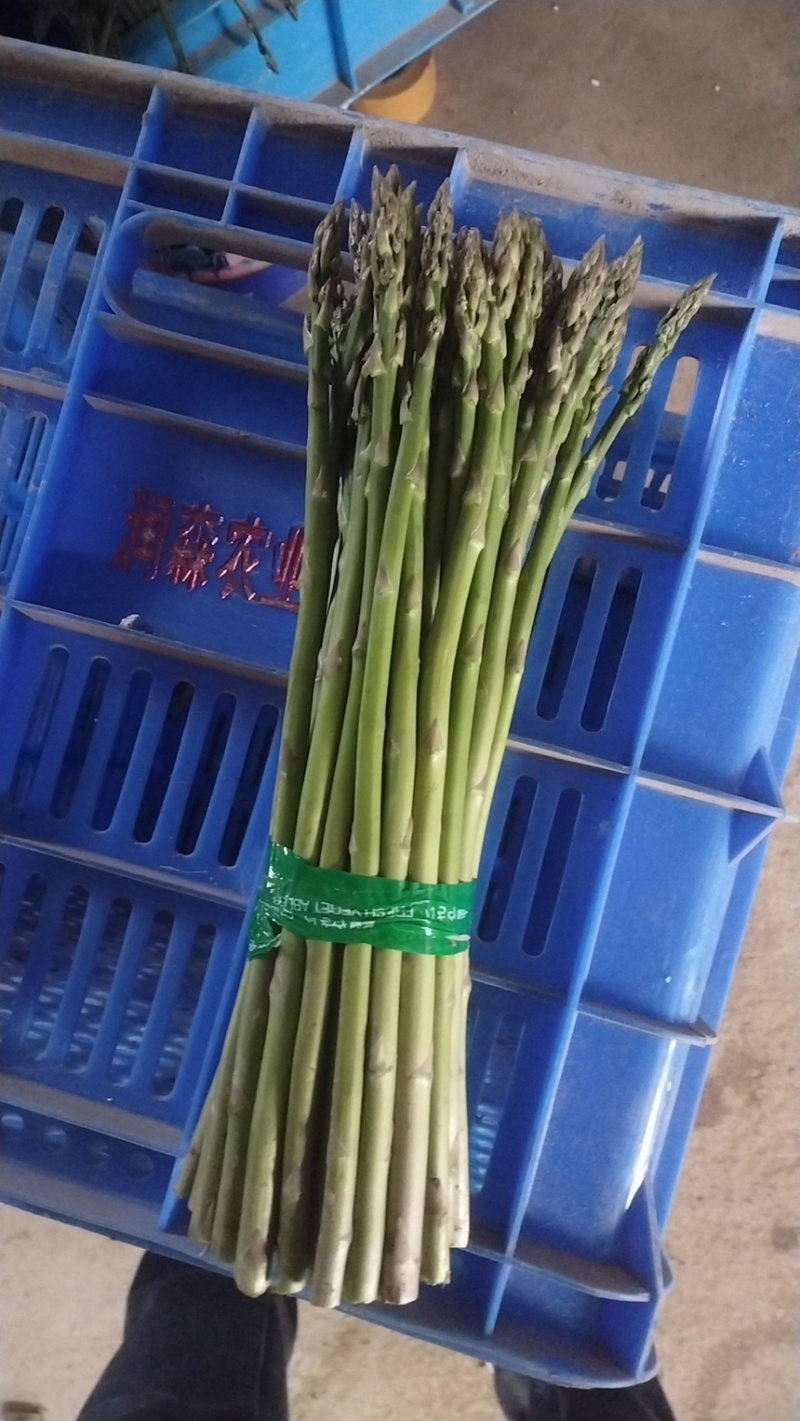 芦笋新鲜芦笋现挖现发规格齐全产地直供欢迎来电