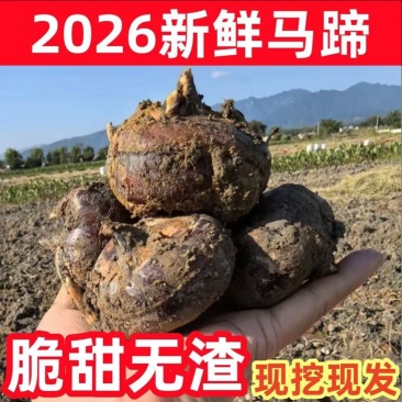 广西桂林马蹄荸荠新鲜产地直发全国可发欢迎电联