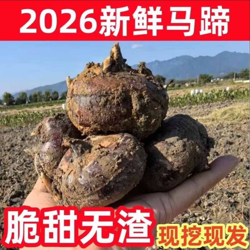 广西桂林马蹄荸荠新鲜产地直发全国可发欢迎电联