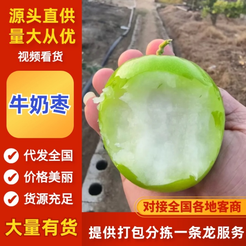 牛奶枣/大青枣/产区直发/大量现货/欢迎购买