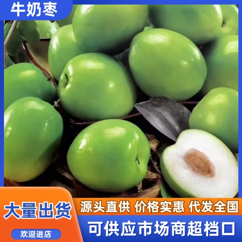 牛奶枣/大青枣/产区直发/大量现货/欢迎购买
