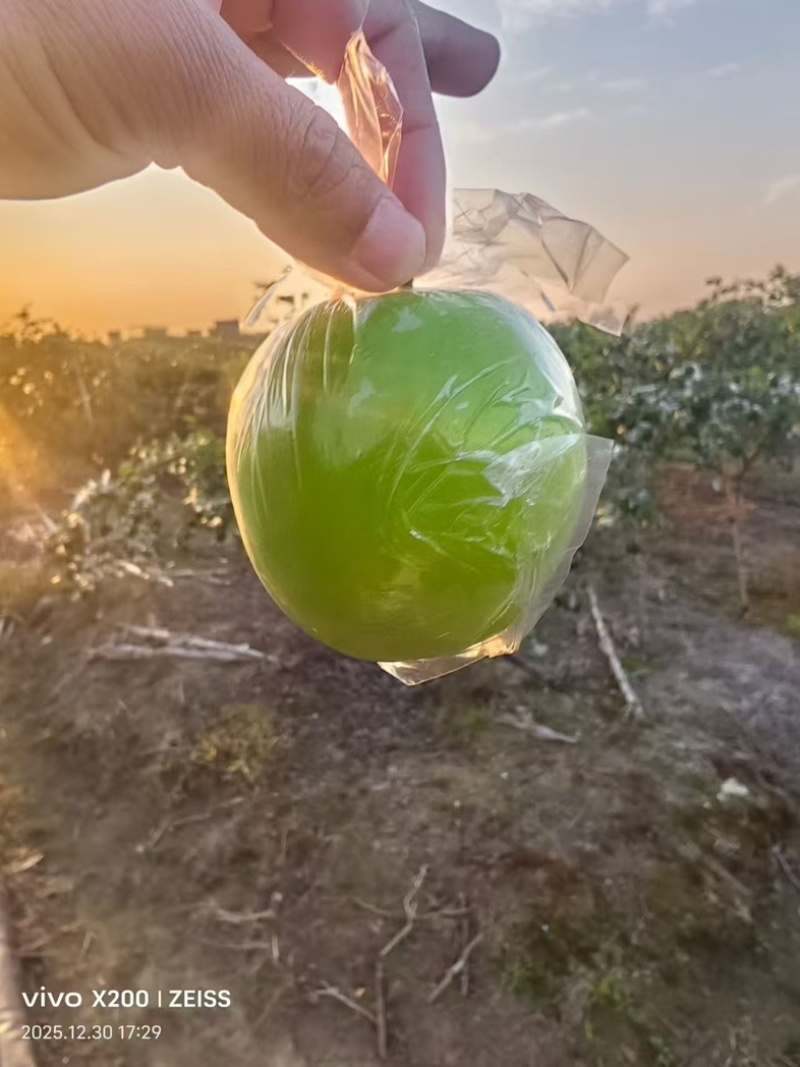牛奶枣/大青枣/产区直发/大量现货/欢迎购买