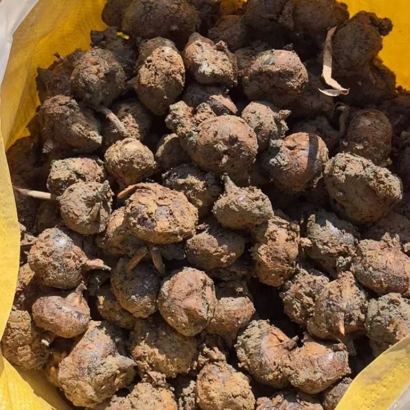 广西桂林马蹄荸荠新鲜产地直发全国可发欢迎电联