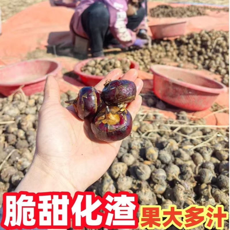 广西桂林马蹄荸荠新鲜产地直发全国可发欢迎电联