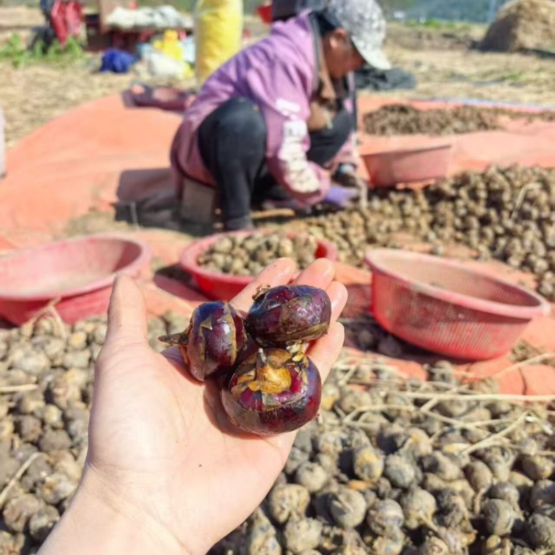 广西桂林马蹄荸荠新鲜产地直发全国可发欢迎电联