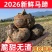 广西桂林马蹄荸荠新鲜产地直发全国可发欢迎电联