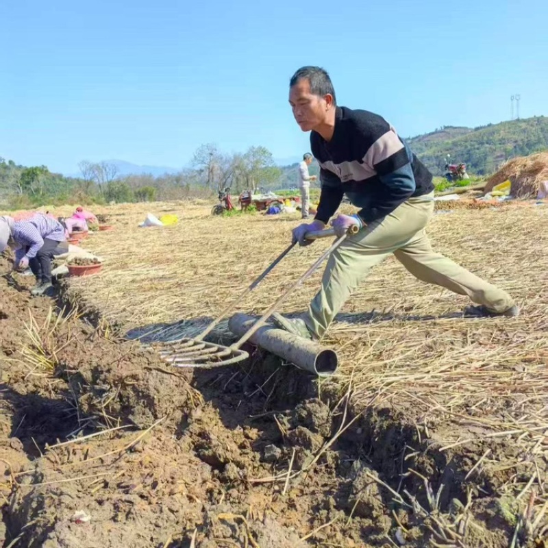 广西桂林马蹄荸荠新鲜产地直发全国可发欢迎电联