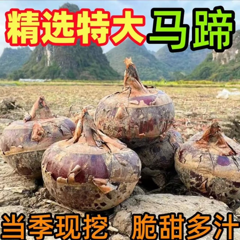 广西桂林马蹄荸荠新鲜产地直发全国可发欢迎电联