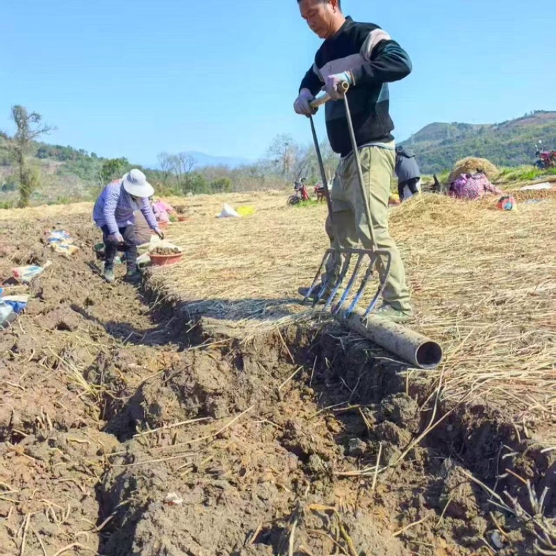 广西桂林马蹄荸荠新鲜产地直发全国可发欢迎电联