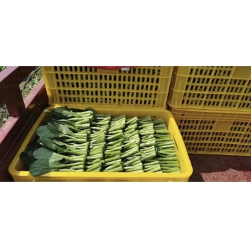 菜苔，现摘现卖。