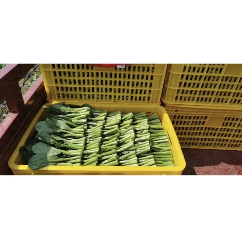 菜苔，现摘现卖。