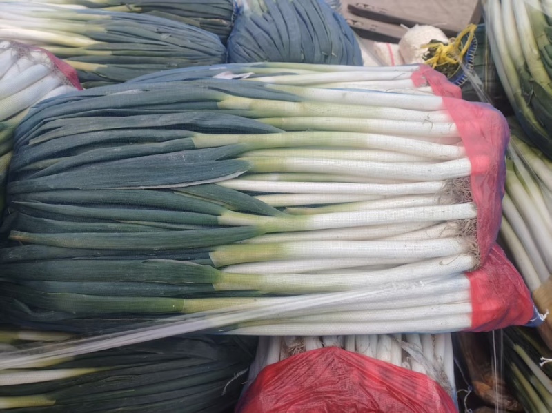 大葱南通大葱精品大葱产地直供量大从优欢迎来电