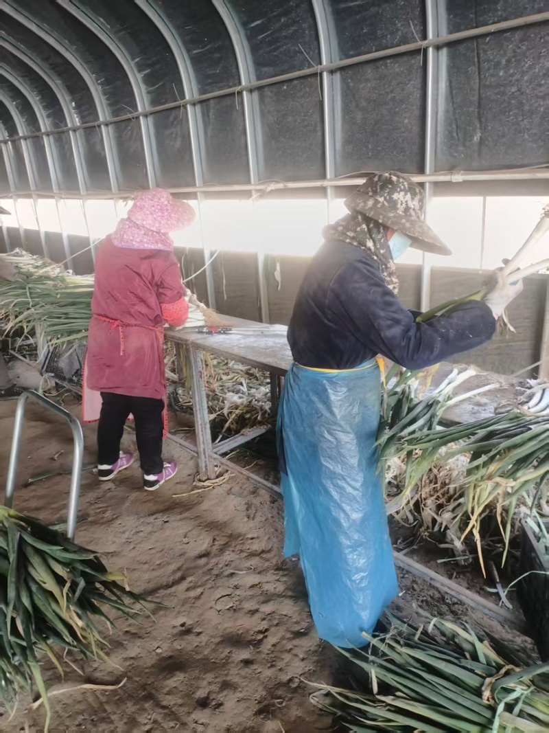 大葱南通大葱精品大葱产地直供量大从优欢迎来电