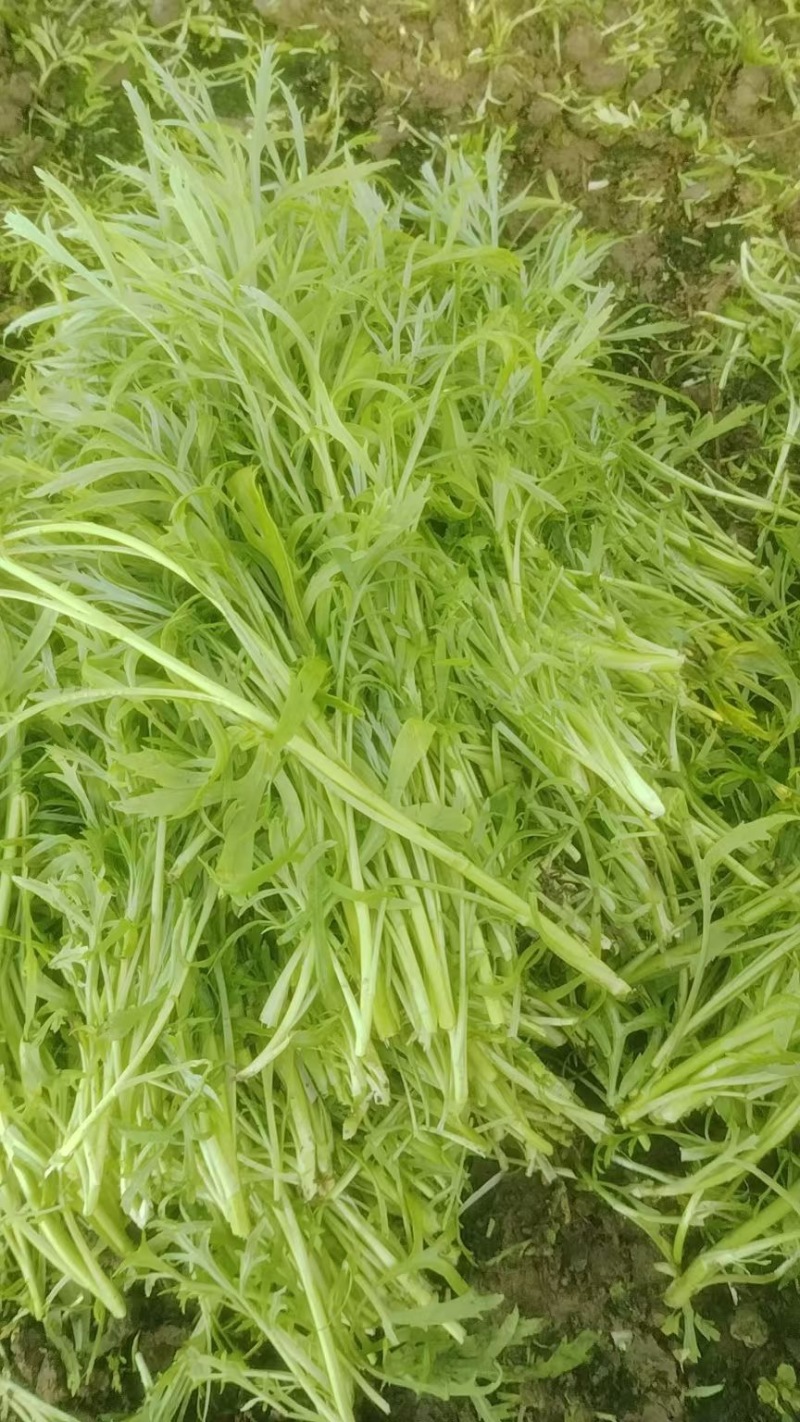 南京栖霞八卦洲芦蒿青芦蒿白芦蒿红芦蒿
