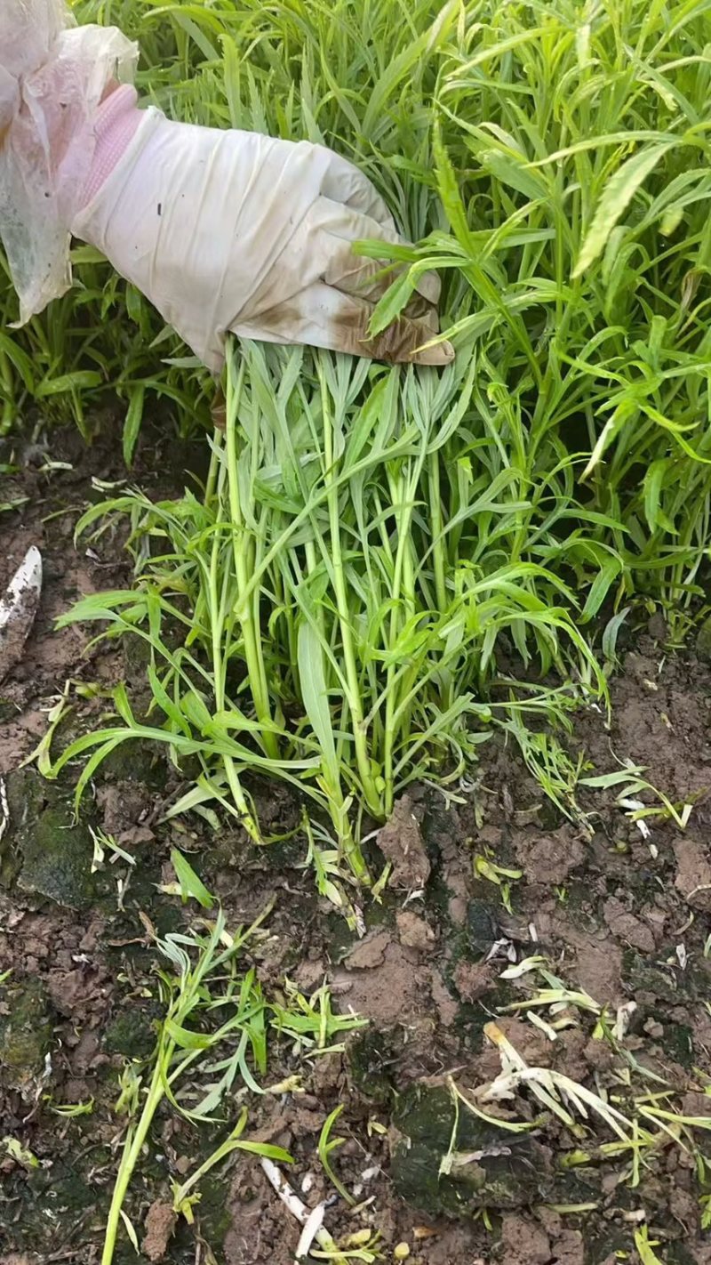南京栖霞八卦洲芦蒿青芦蒿白芦蒿红芦蒿