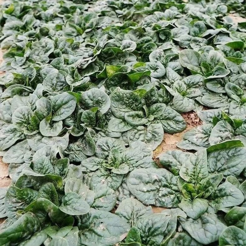 趴地菠菜/河南产区直发/大量现货/欢迎选购