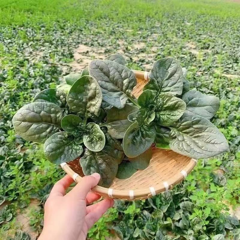 趴地菠菜/河南产区直发/大量现货/欢迎选购